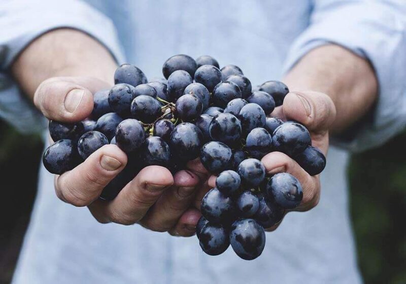 Brunello di Montalcino