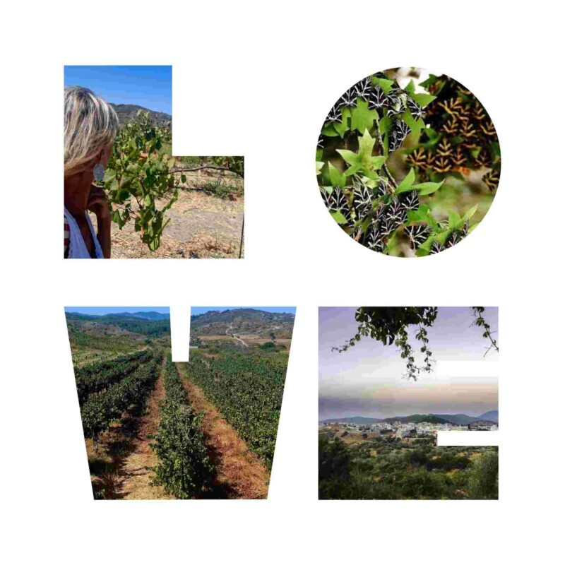 cantina-anastasia-rodi-embonas-wine-travel-blog-weloveitalyeu